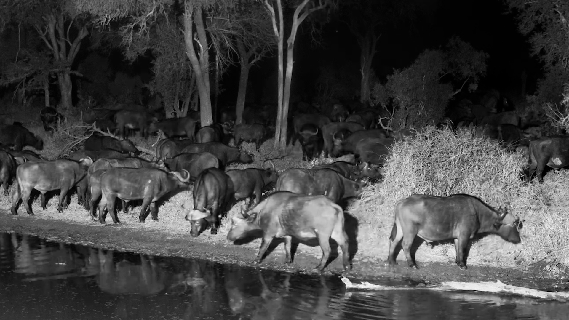 The Night Filled With Buffalo