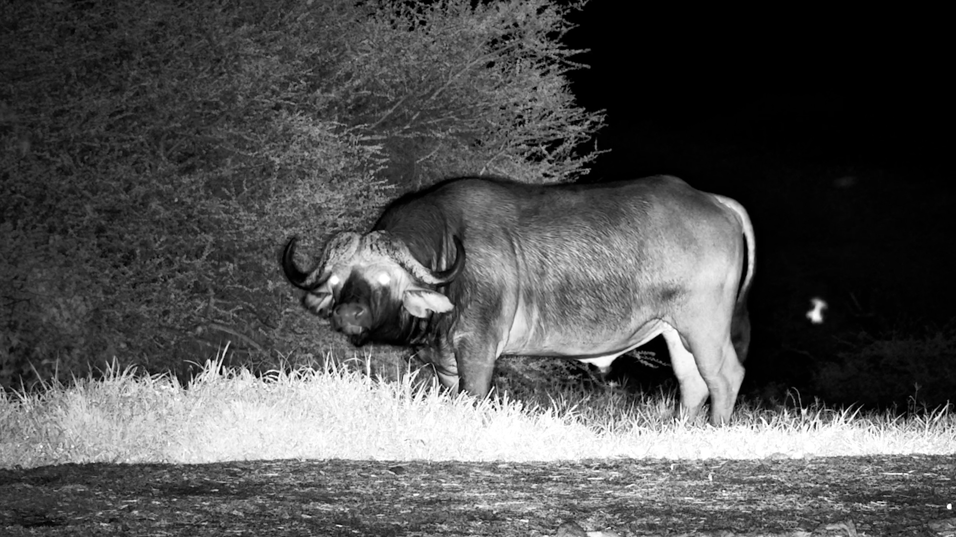 Buffalo Night Games at ol Donyo