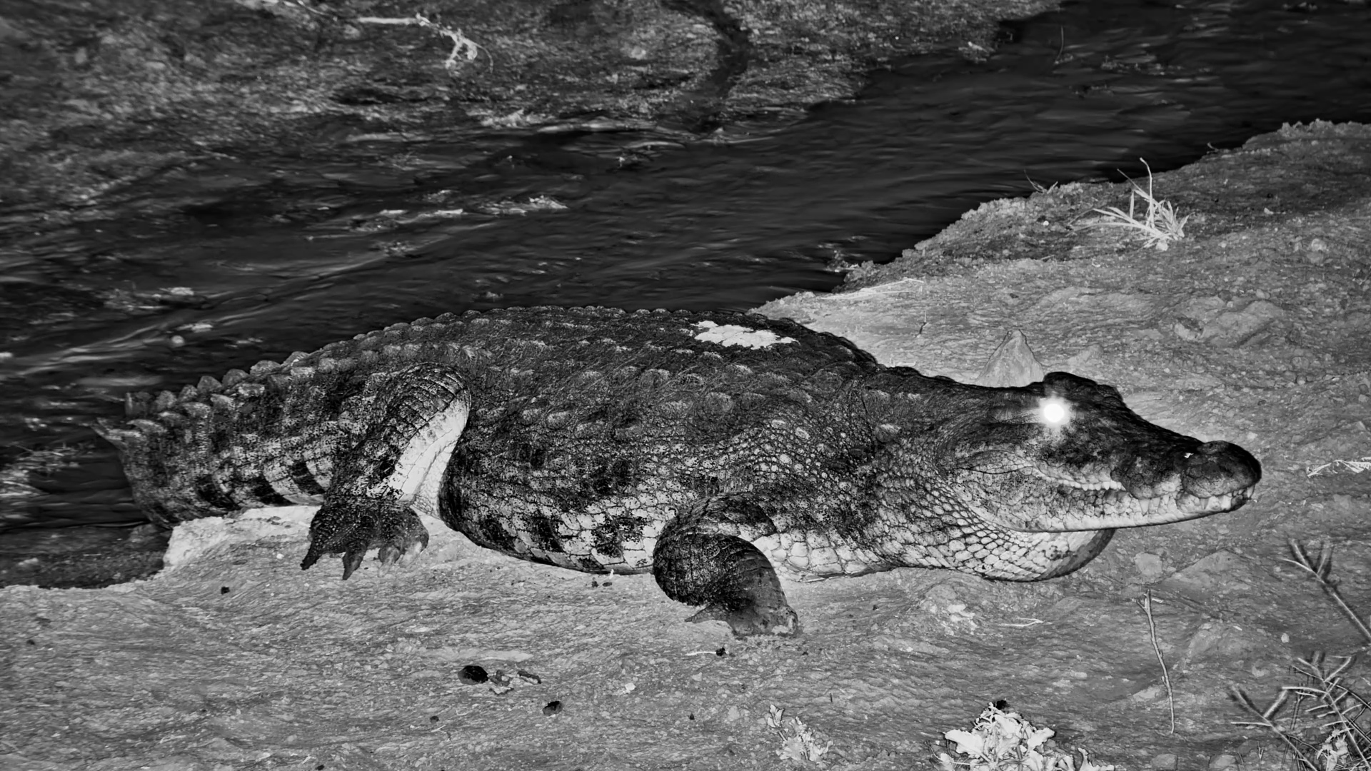 Croc in the Dark! Watch This Giant Move
