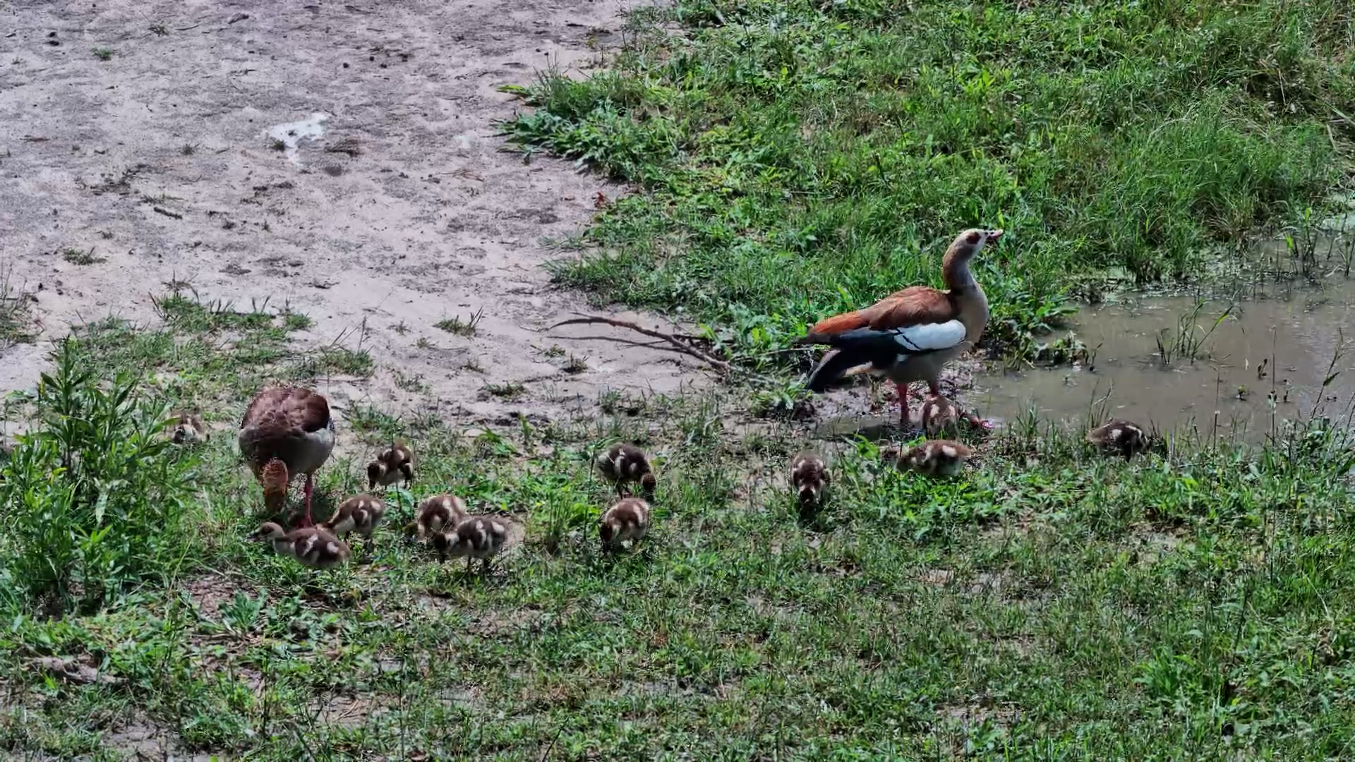 Mum & Dad Have Their Wings Full