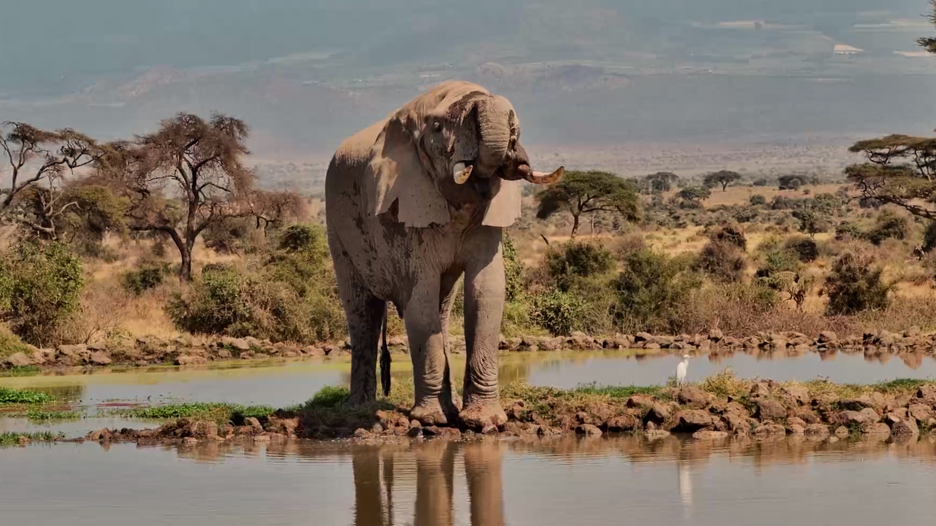 An Old Elephant Bull Takes a Slow Drink in Kenya