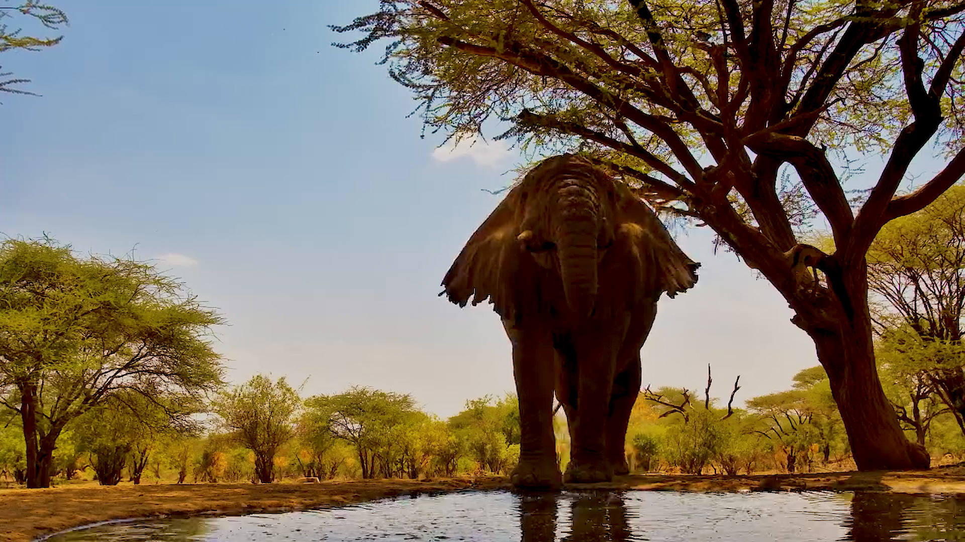 Gentle Giant: Old Elephant with Tattered Ears Drinks
