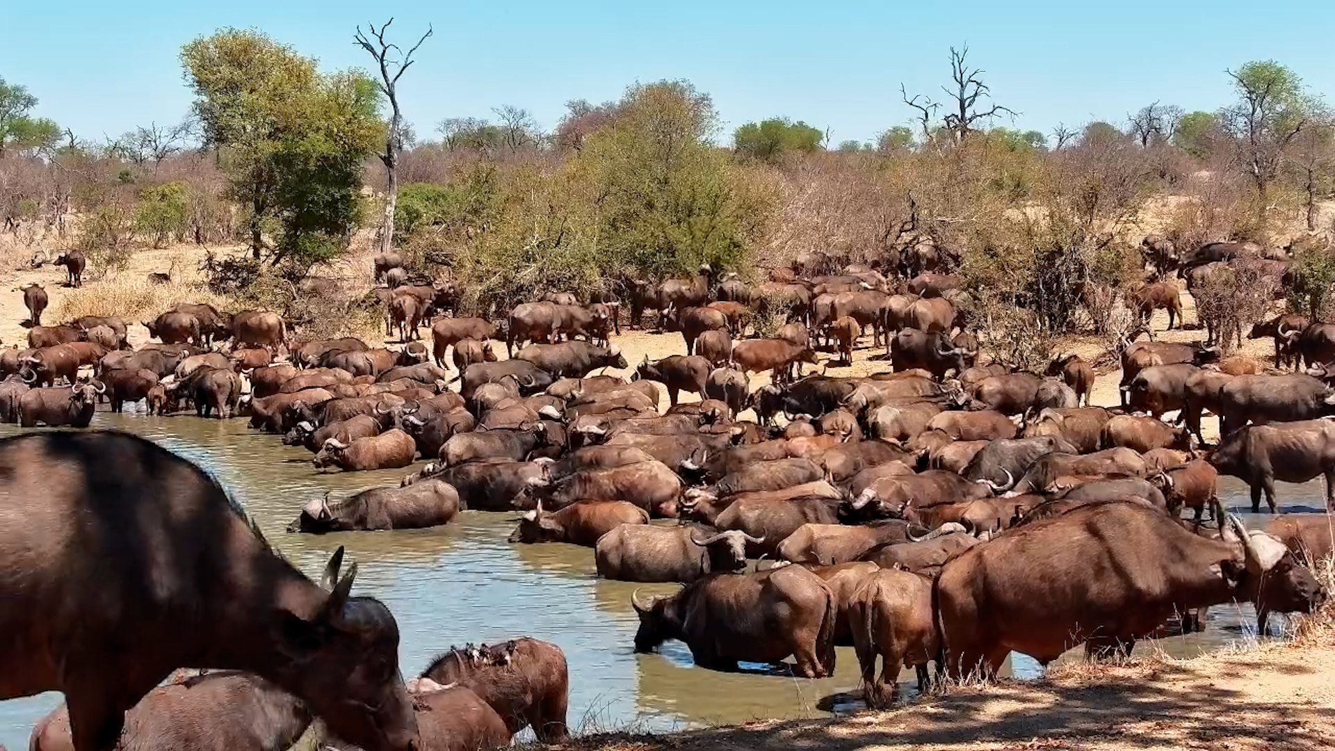 Waterhole Invasion - Big Buffalo Herd Moves In