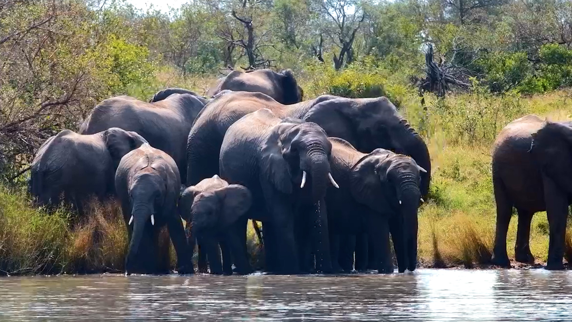 Slow Sips and Afternoon Sun for These Elephants