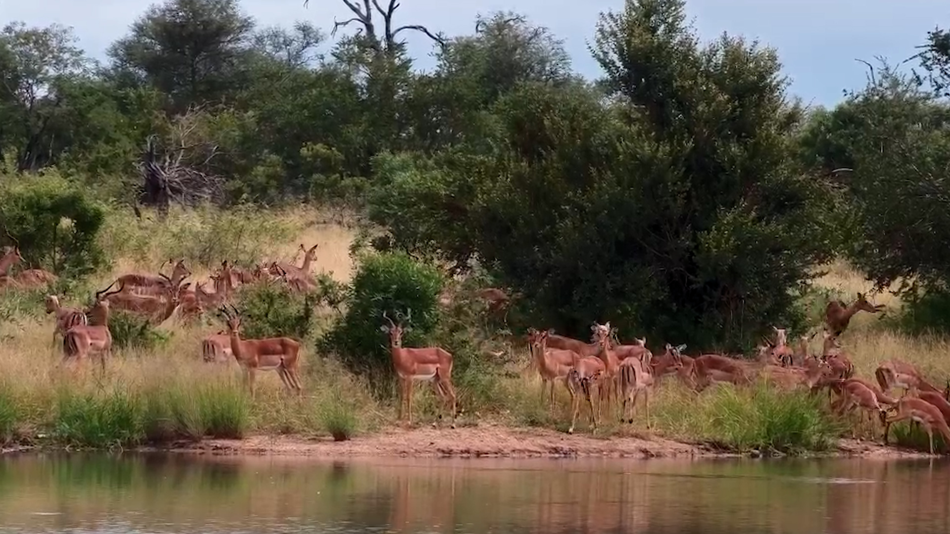 The Bush Pauses to Drink