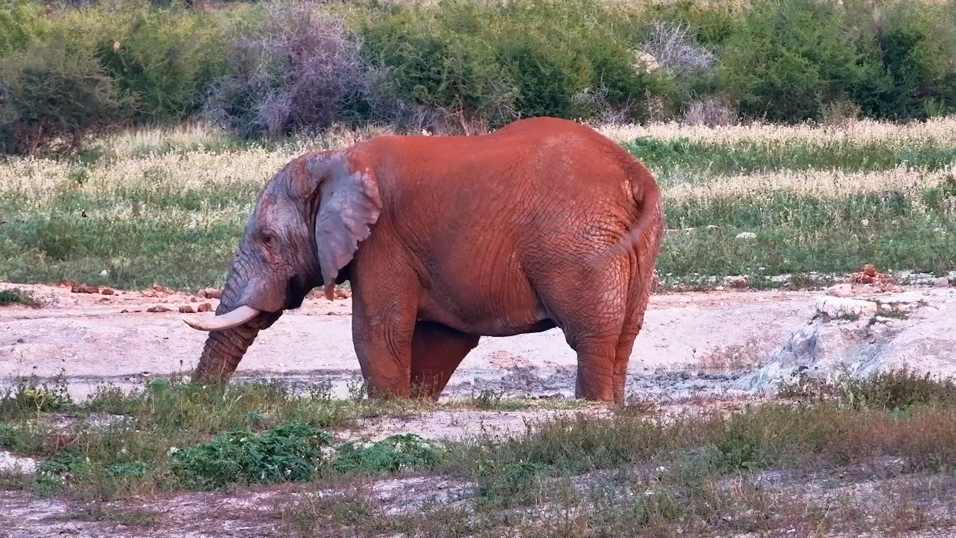 Have You Ever Seen a Red Elephant?