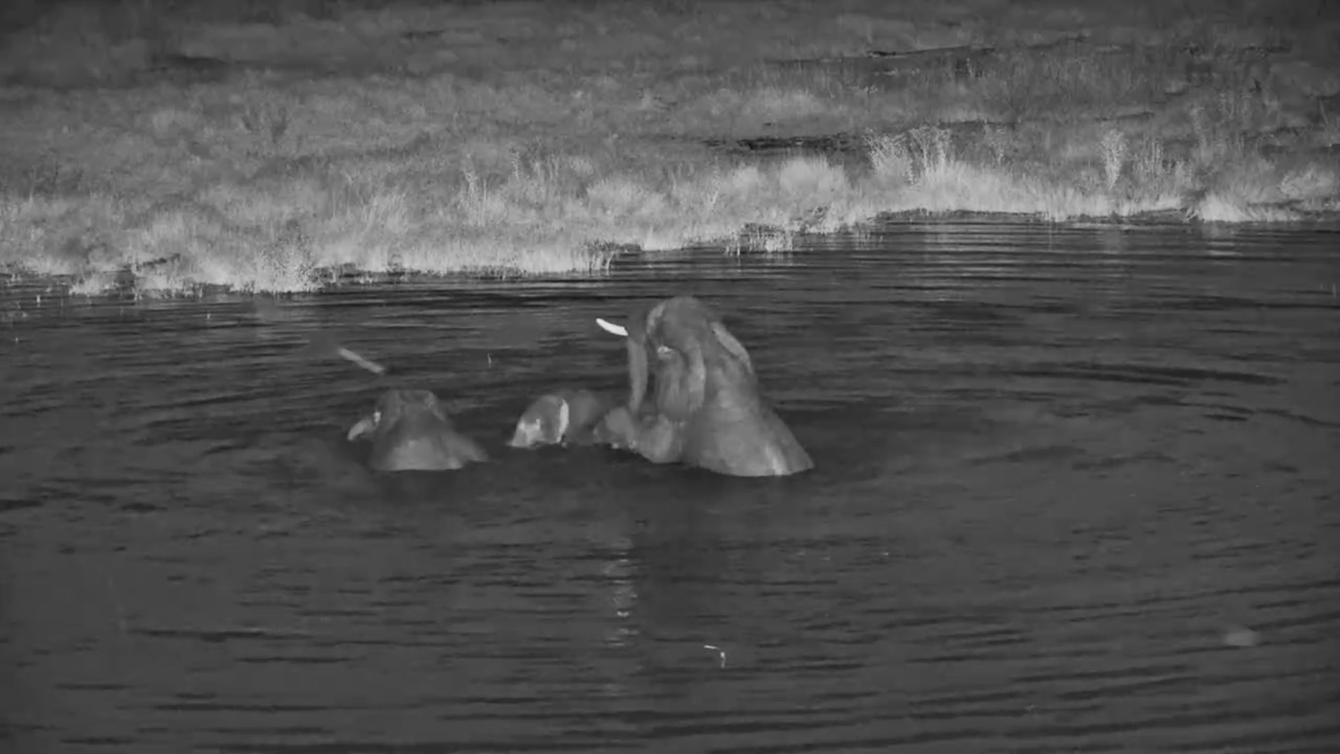 The Night Belongs to the Splashing Giants