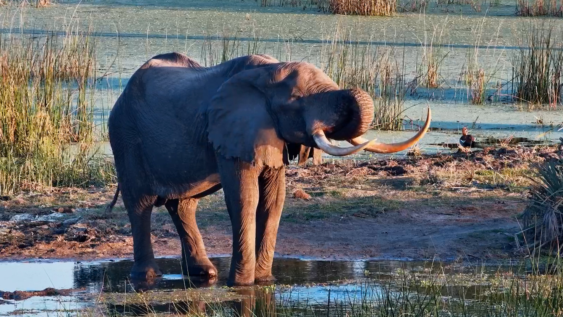Golden Light. Giant Tusks.
