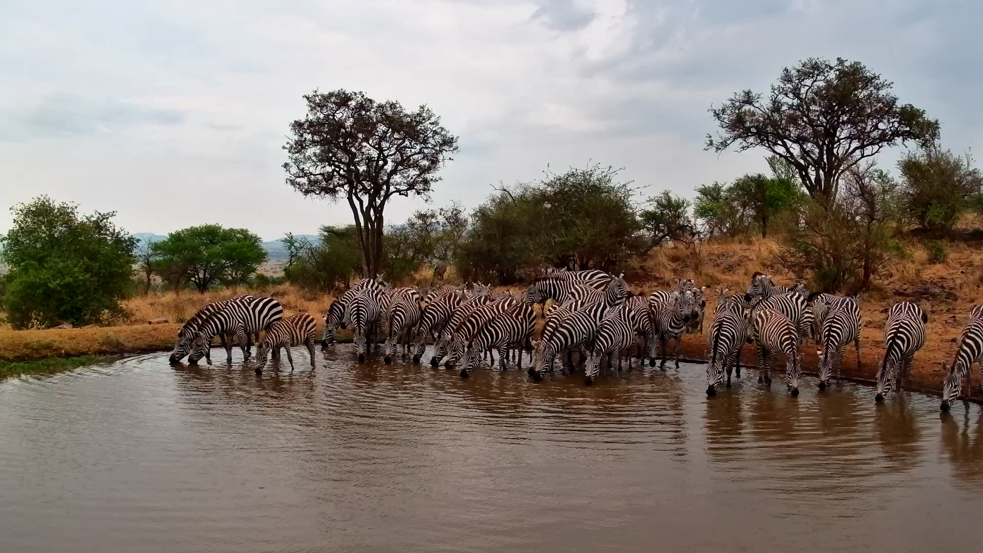 Big Zebra Herd Comes to Drink - and Stands Right in the Water!