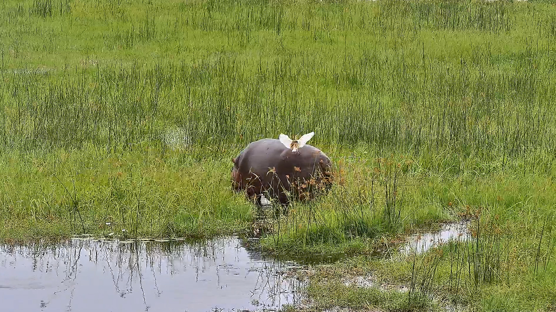When a Hippo Becomes a Taxi