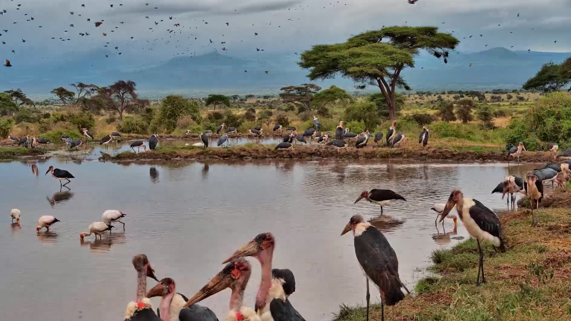 A Bird Party Erupted at Tortilis