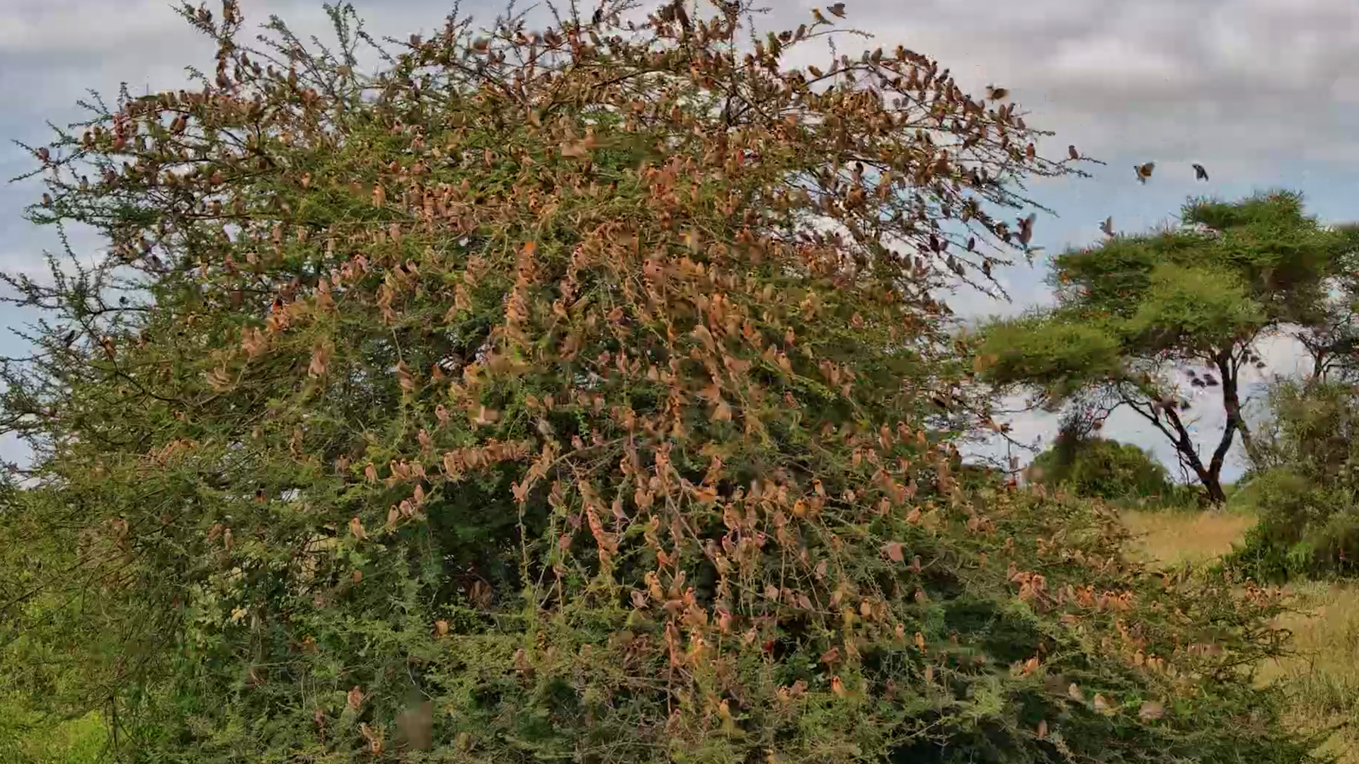 The Tree Disappears Under a Flock of Queleas