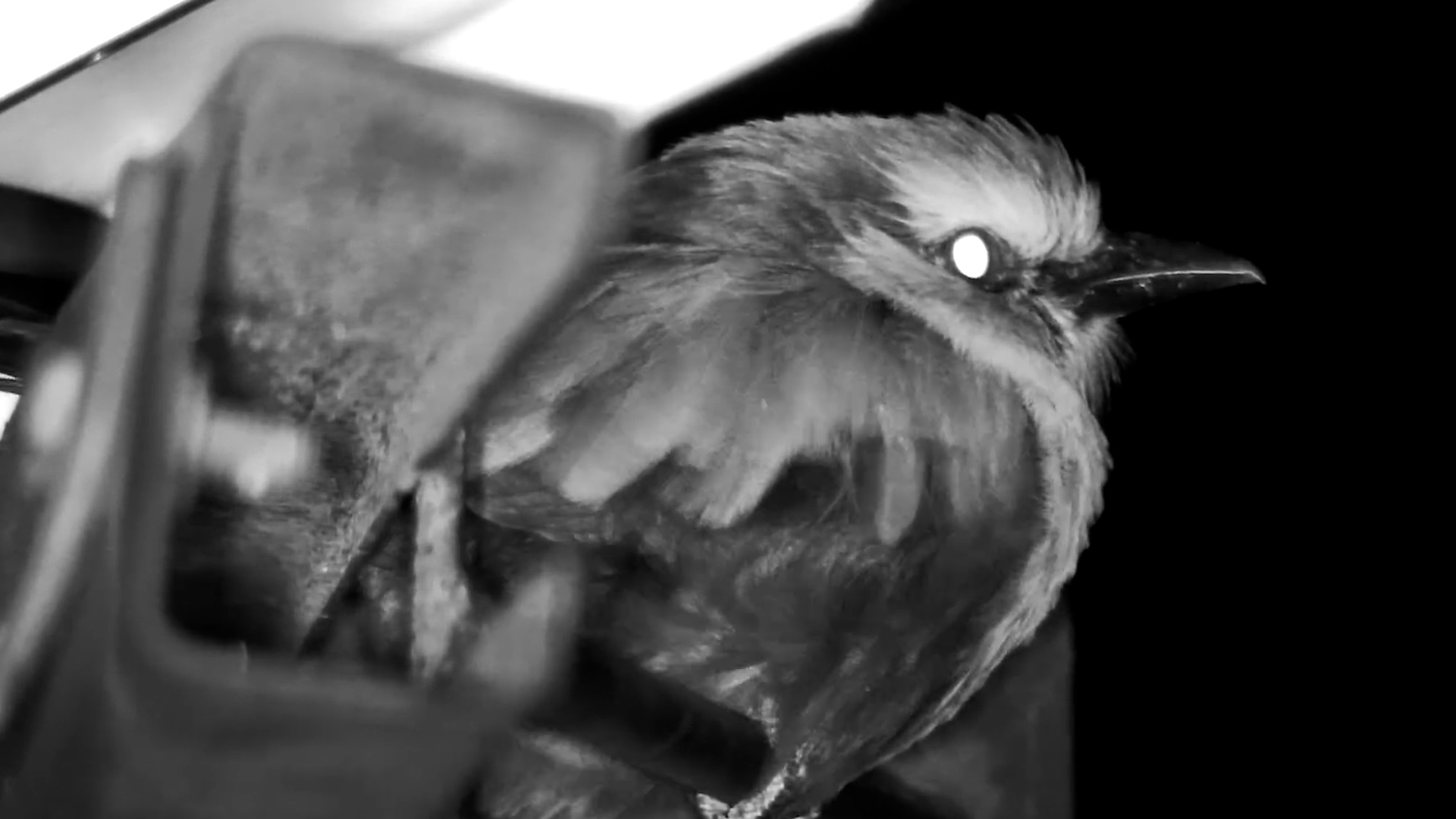 When Darkness Falls… Roller Finds a Safe Spot