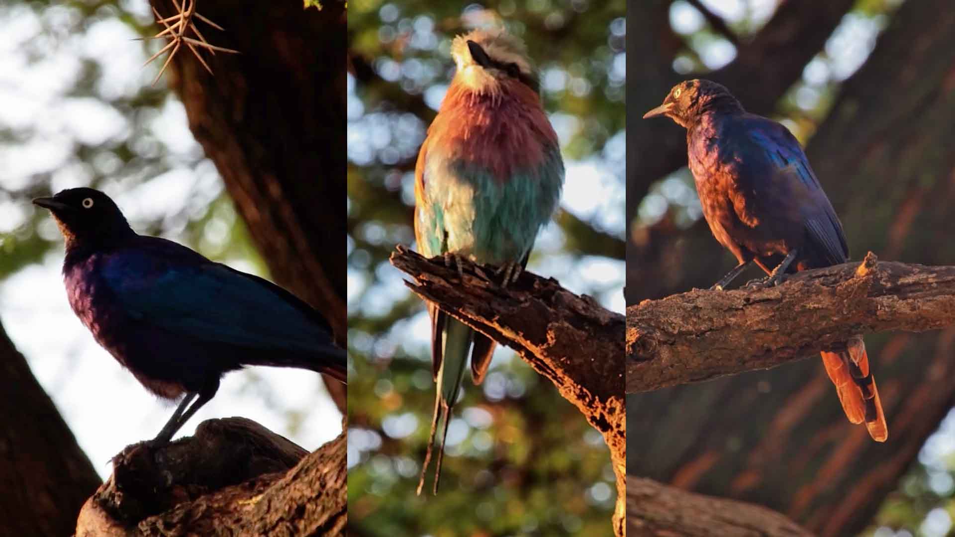 Colourful Morning Birds at Lentorre Waterhole