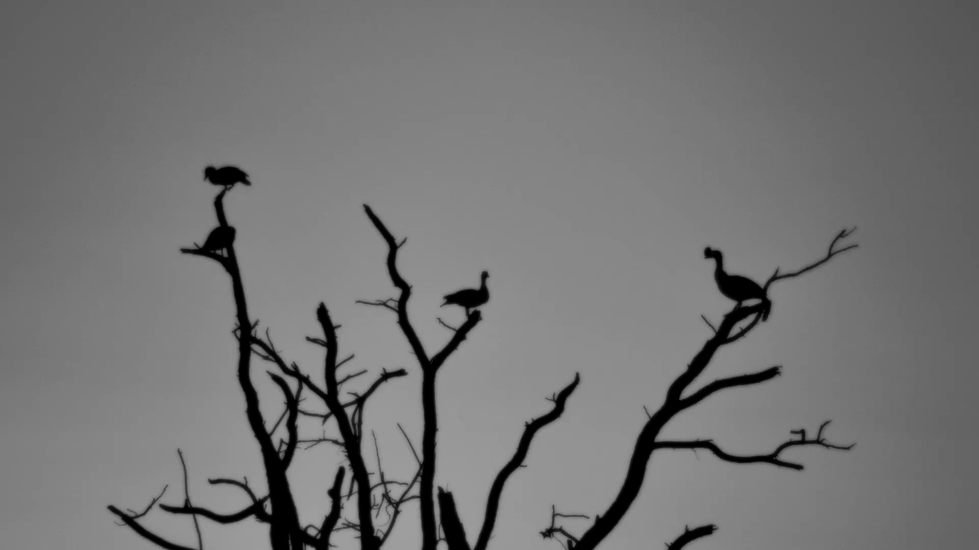 Knob-Billed Ducks Silhouetted at Dusk