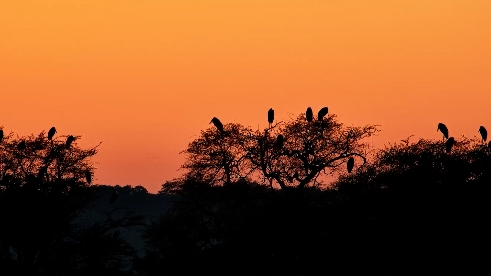 Orange Skies & Still Wings
