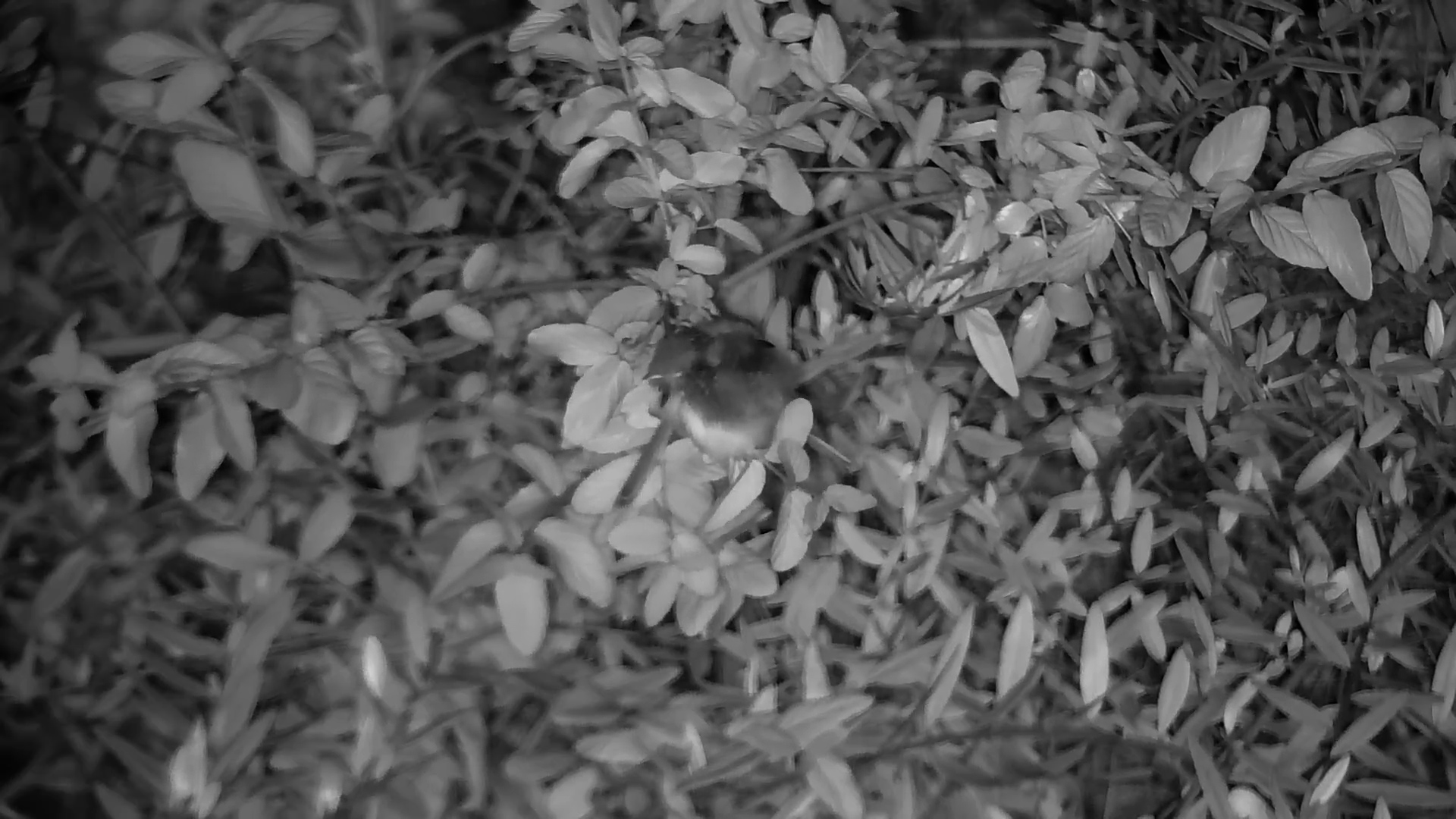 Two Sleepy Birds Caught on Camera!