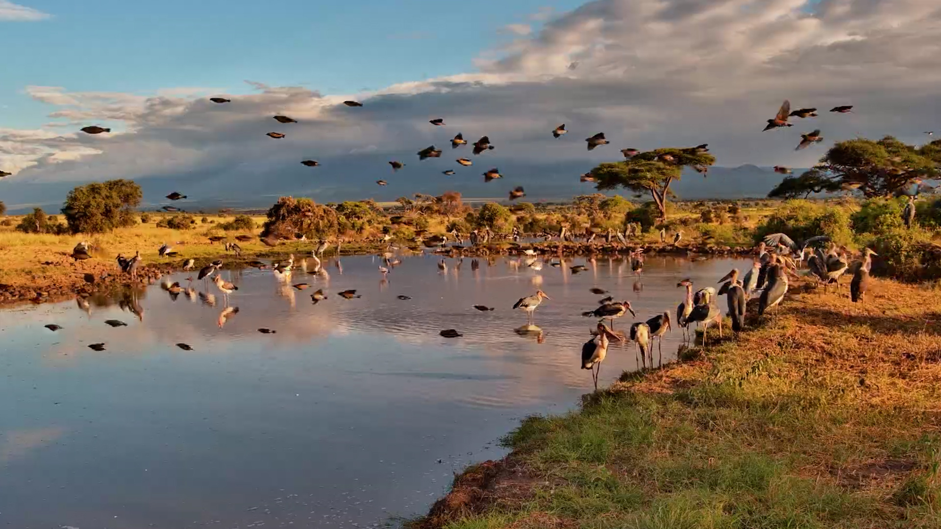Waterhole Turned Into a Bird City
