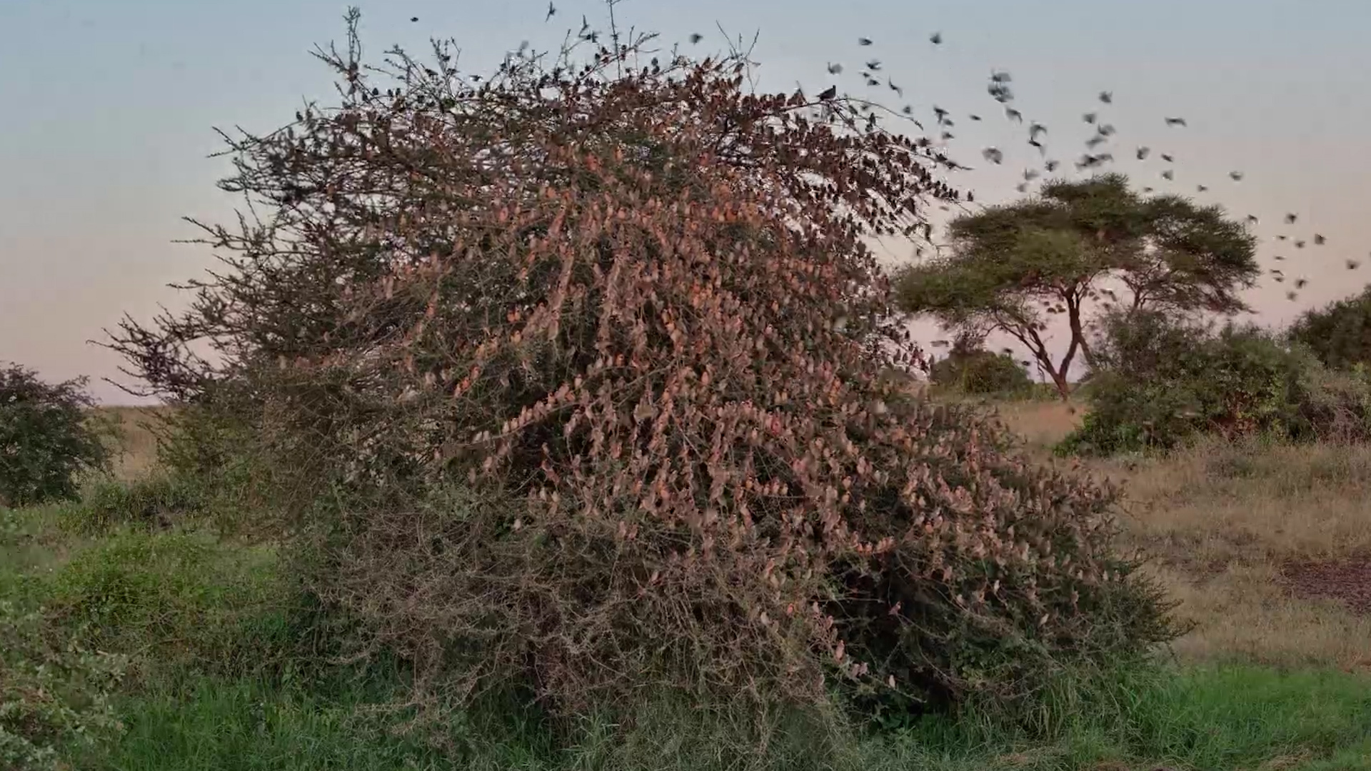 One Tree, Hundreds of Red-Billed Queleas