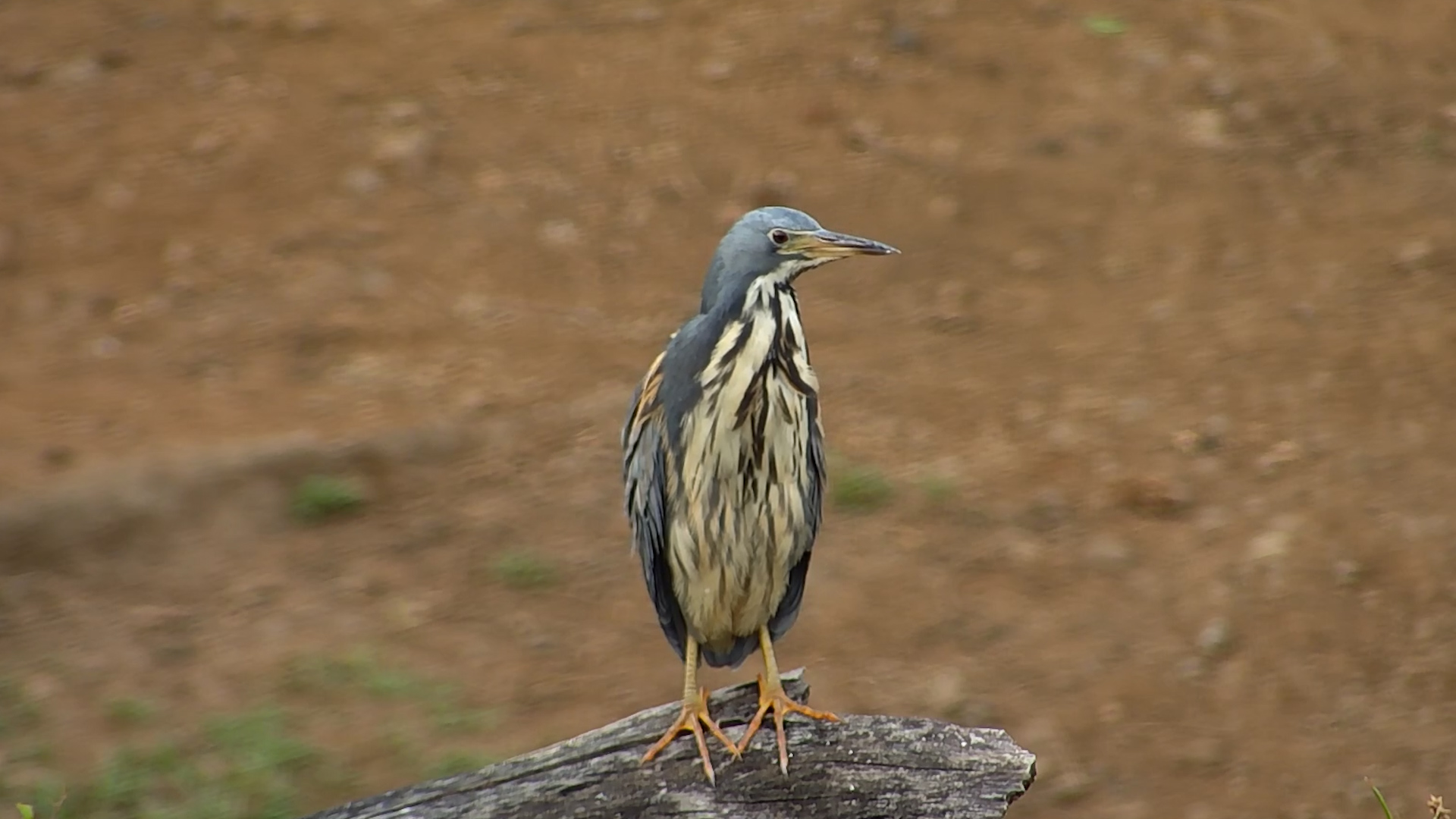 Dwarf Bittern Keeps Its Feathers in Check