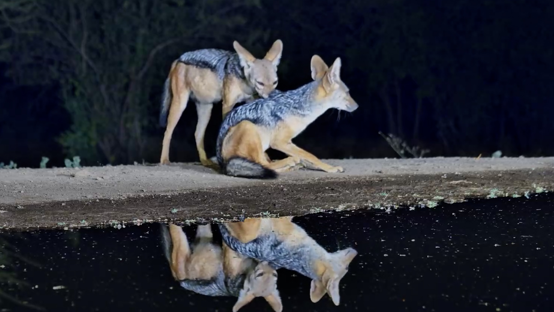 The Sweet Side of Jackals