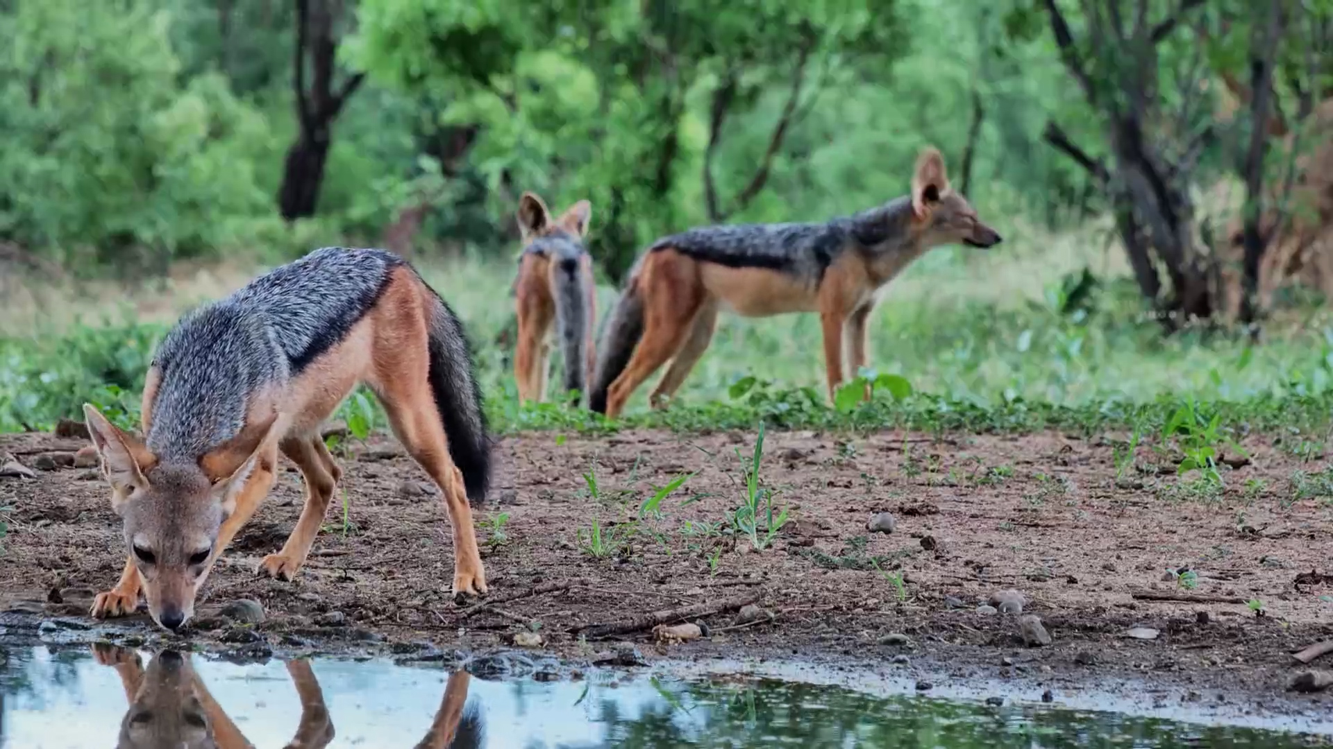 Jackals Gather at the Water’s Edge
