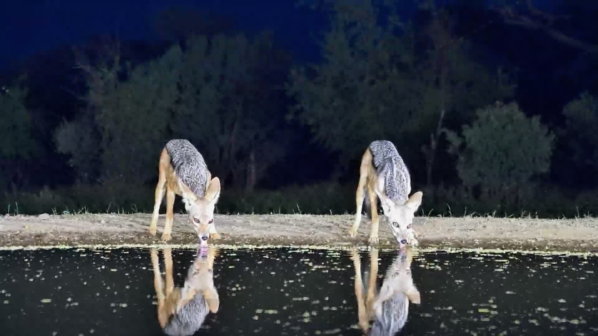 A Whisper of the Wild: Jackals at the Water’s Edge