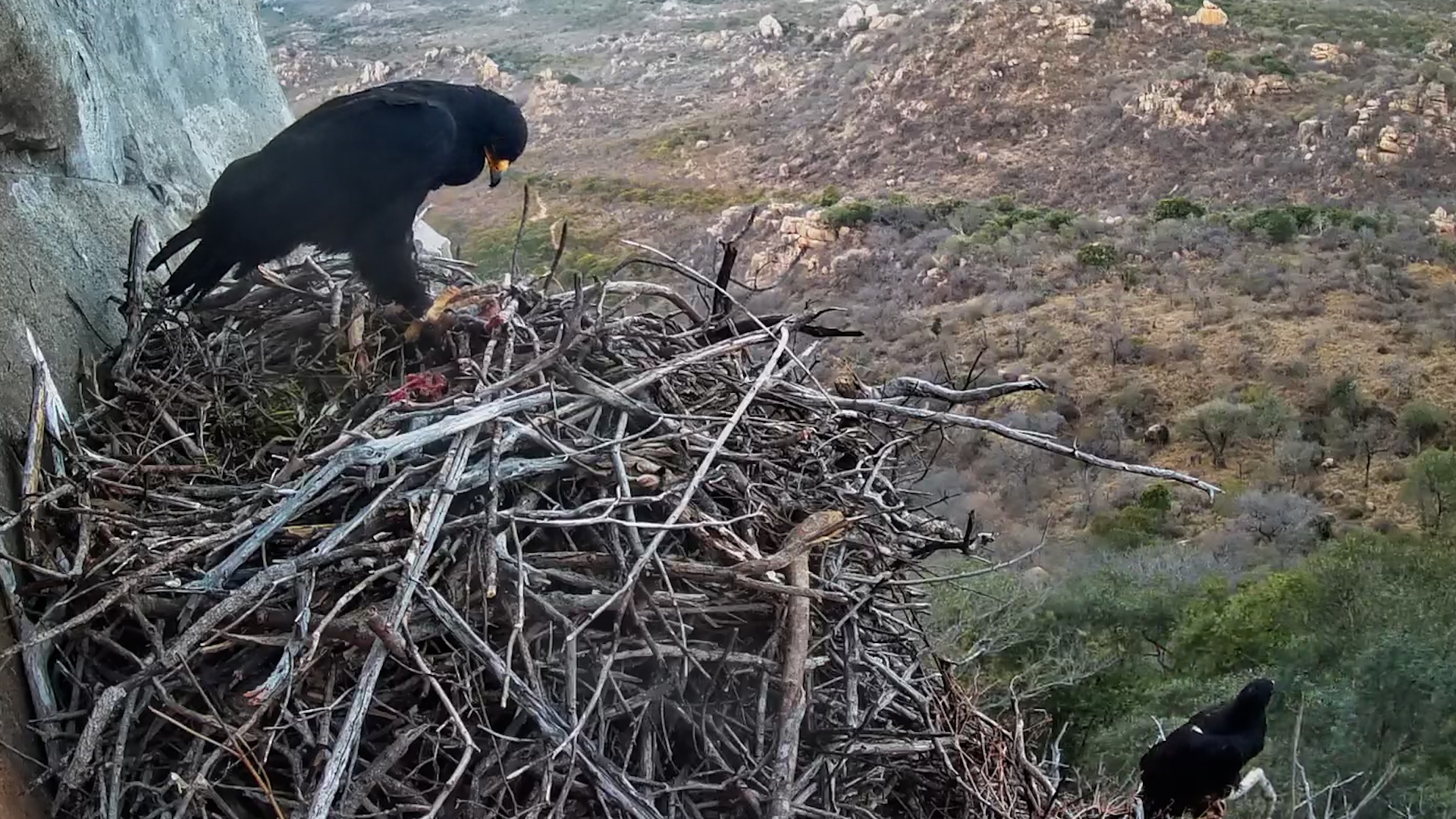 Black Eagle Brings Dinner Back to the Cliff Nest