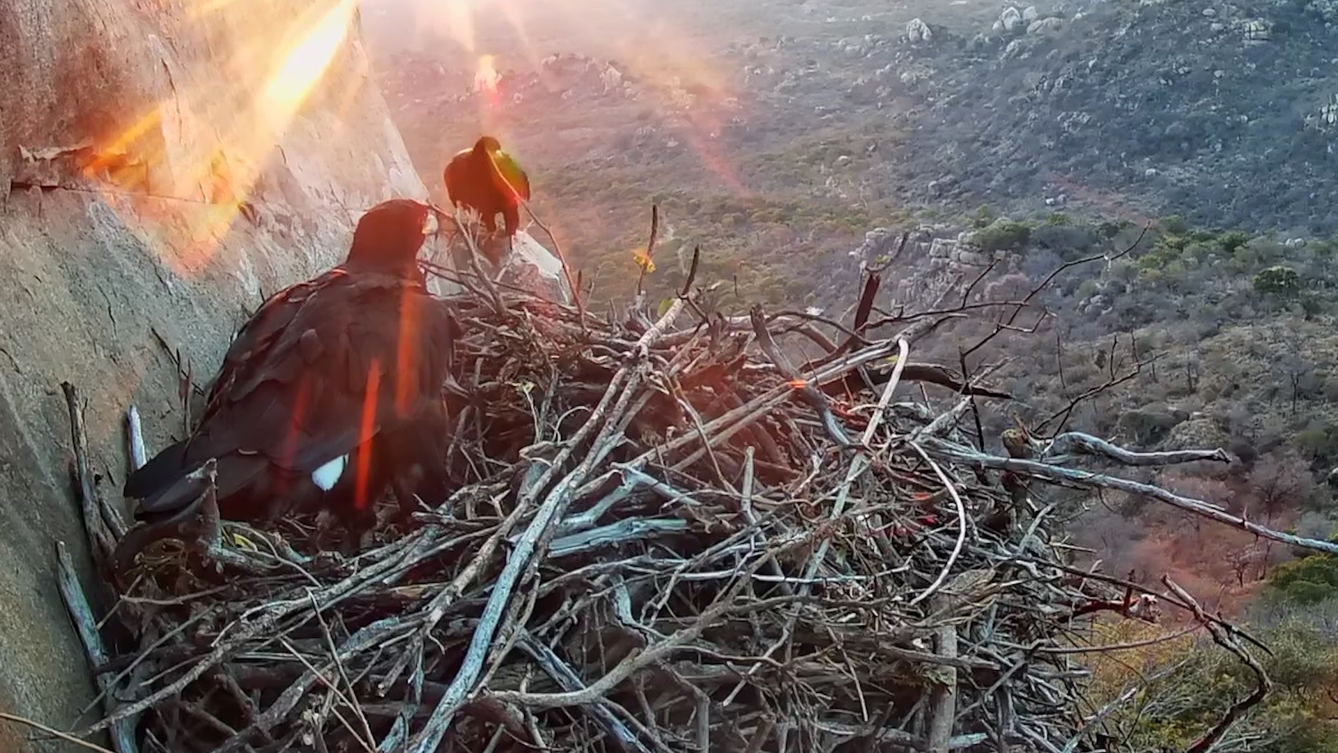 Good Morning From the Eagle's Nest