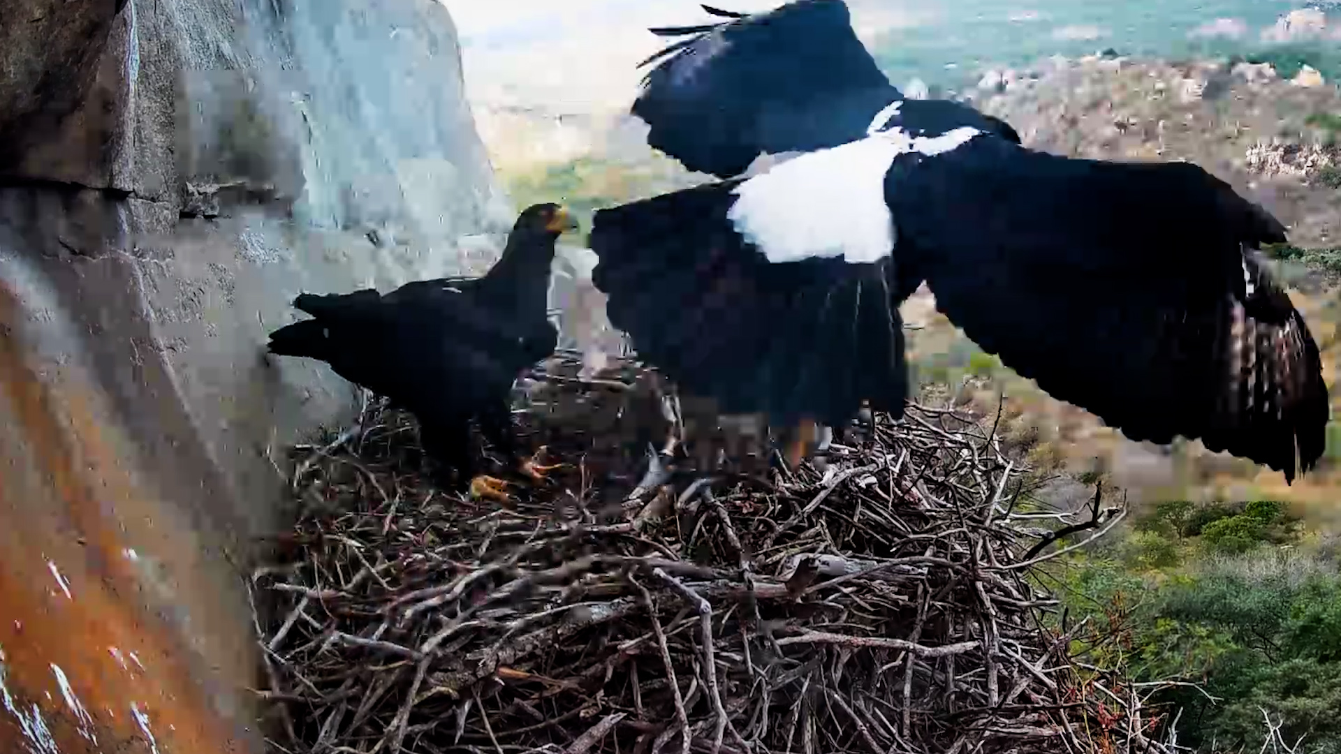Black Eagle Pair Is Busy Renovating