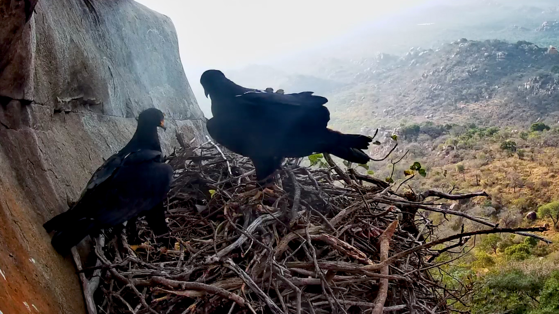 Black Eagles Launch From Their Cliffside Nest