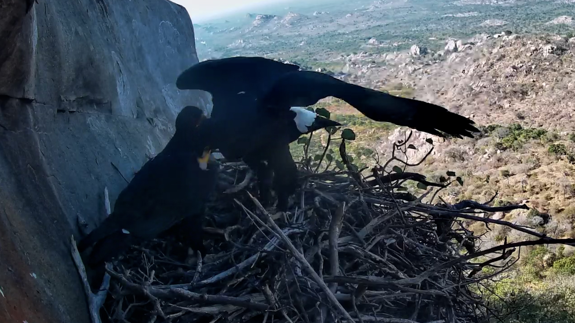 They're Not Laying Eggs Yet...