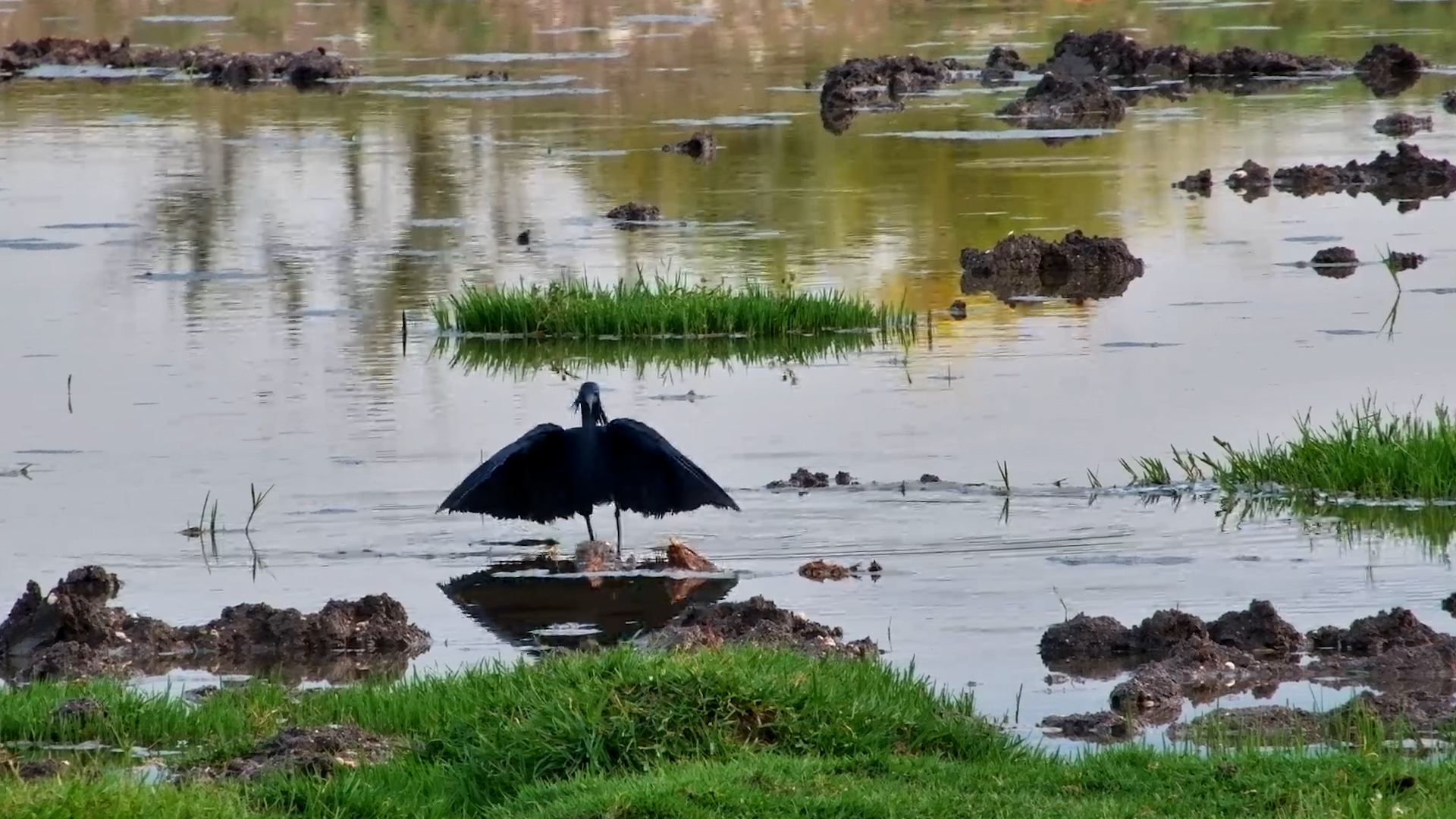 This Bird is a Water Ninja