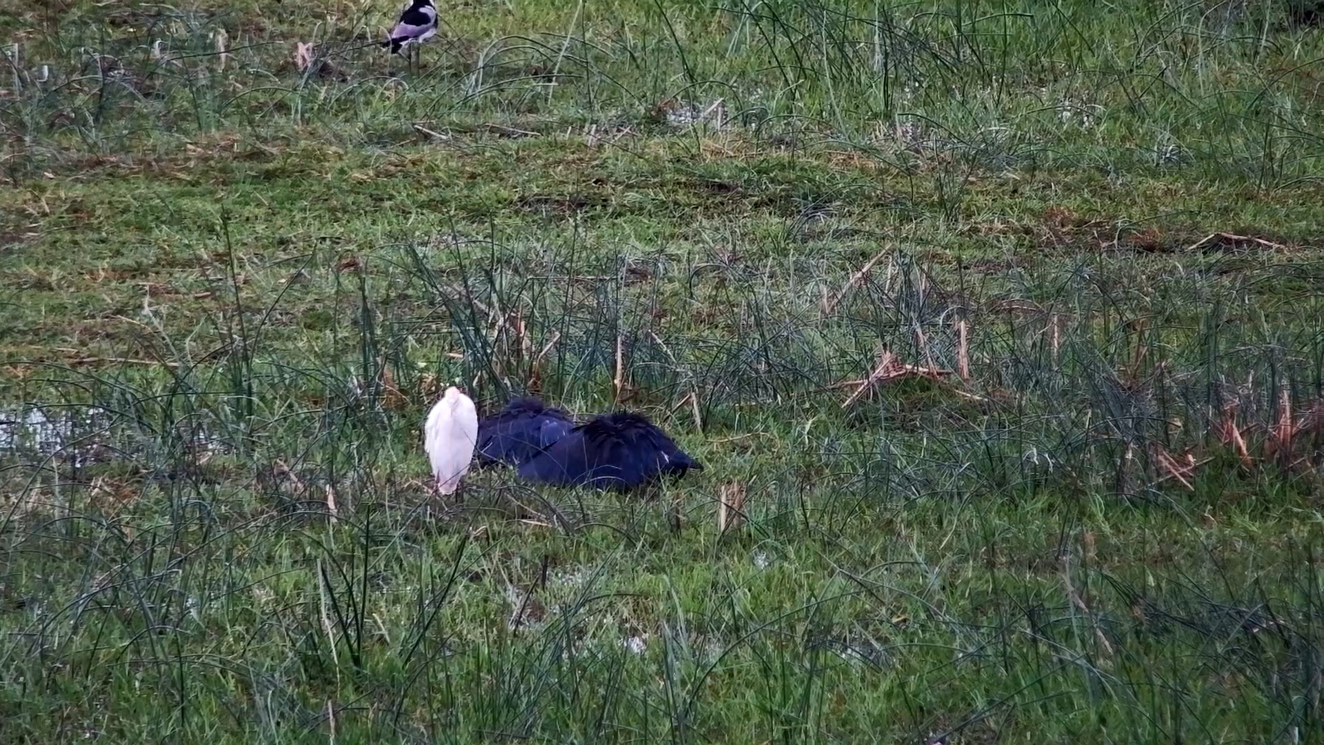 Fishing with Flair: Black Heron’s Umbrella Trick in Action