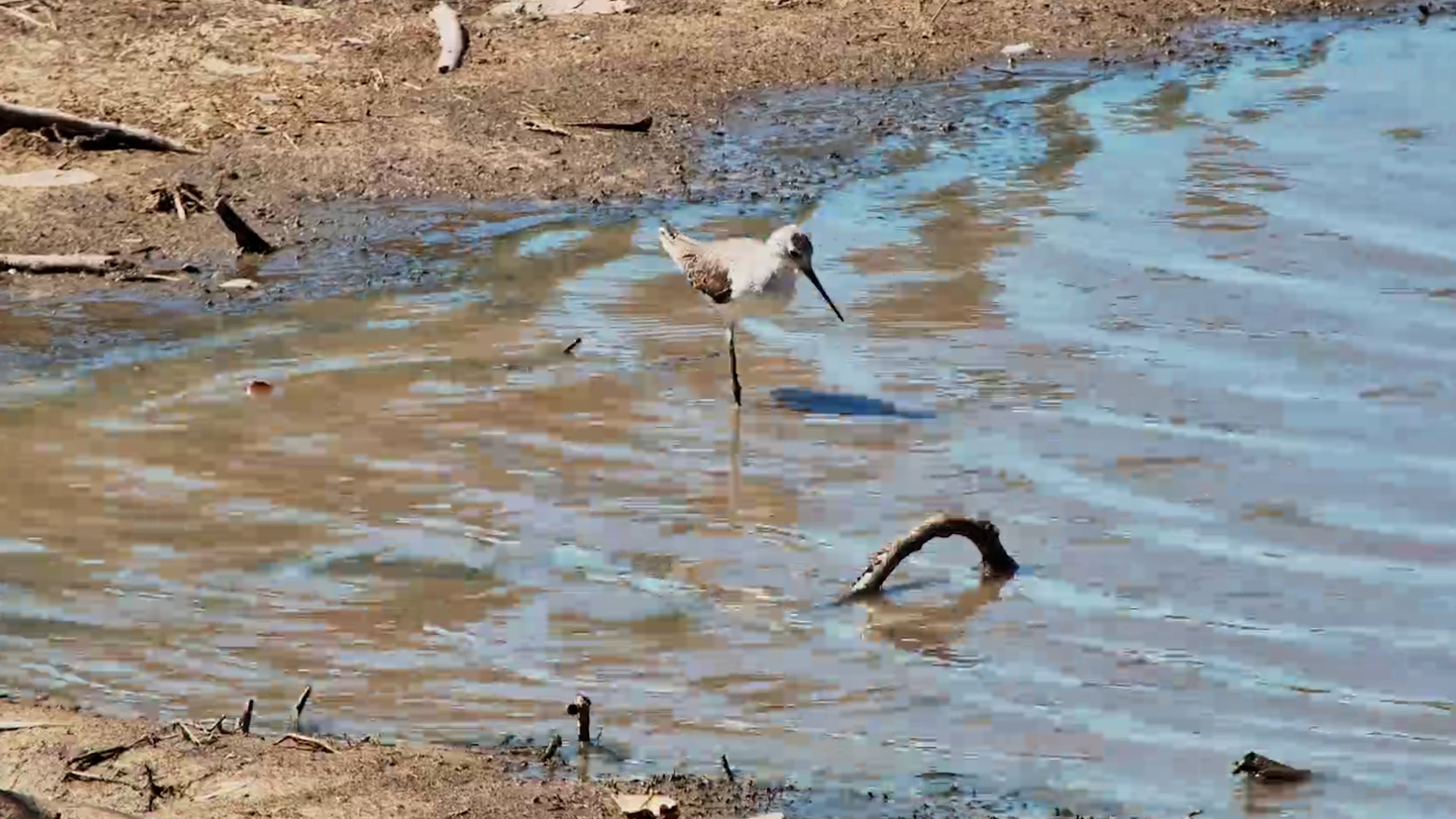 One Leg? No Problem for This Little Marsh Sandpiper!