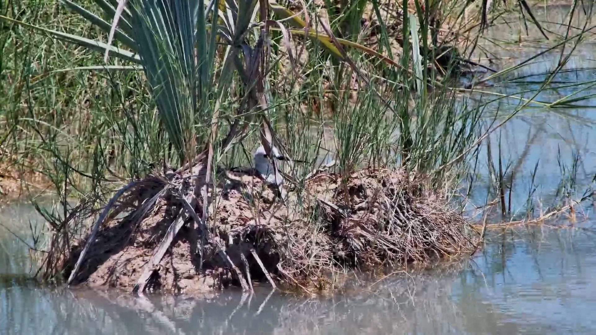 Black-winged Stilt Builds Its New Home