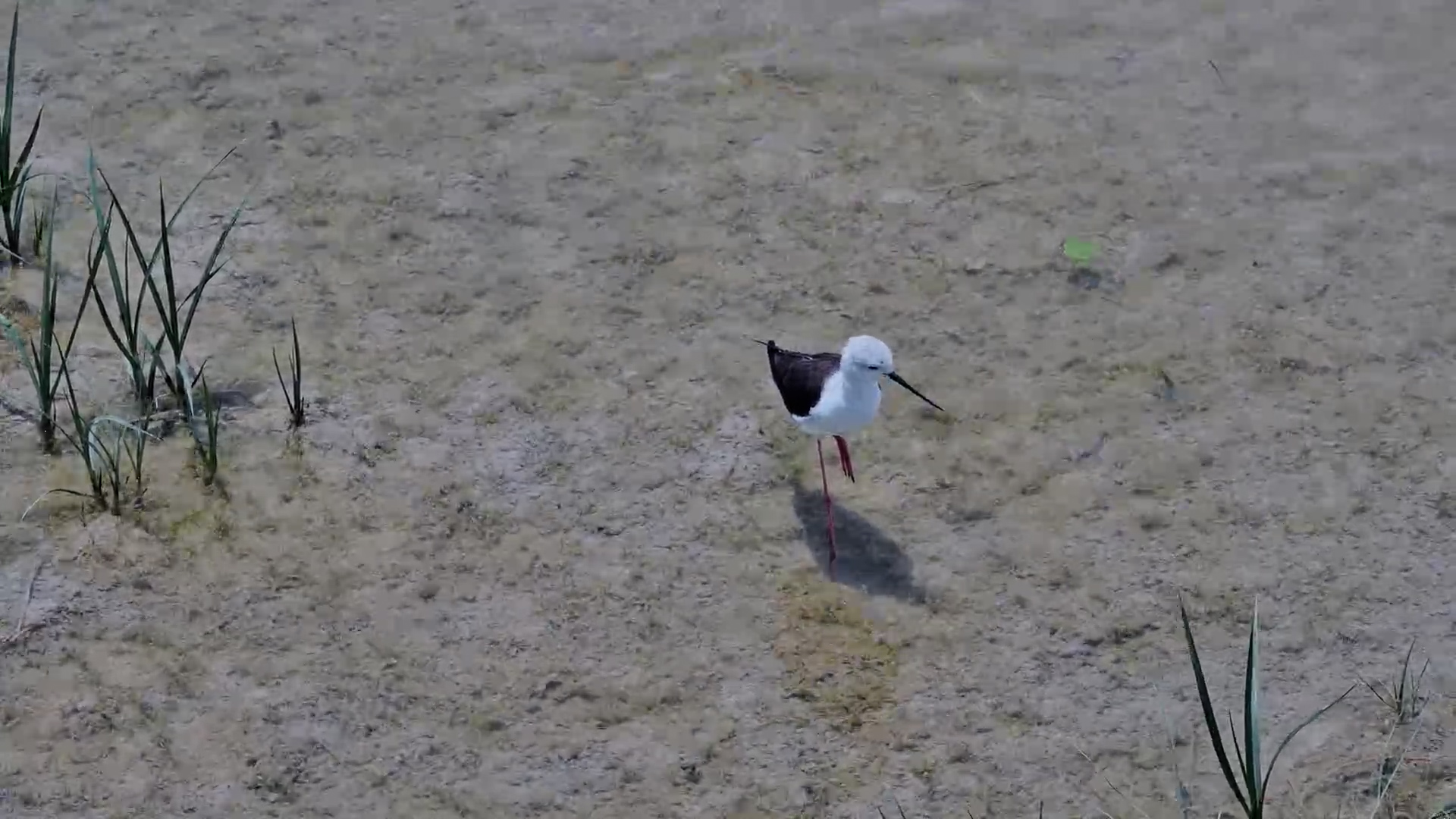 Elegant Black-Winged Stilts Gather in Crystal Waters at Jack’s Camp