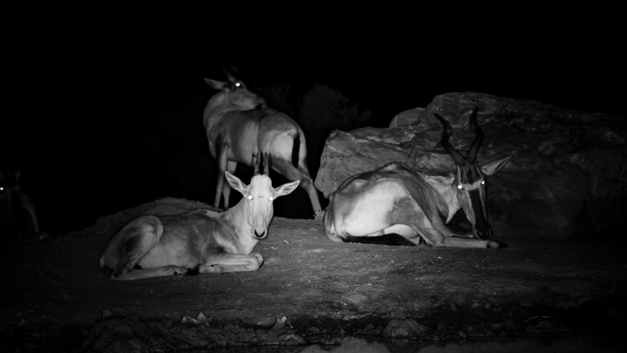 Hartebeest Herd Settled In for the Night