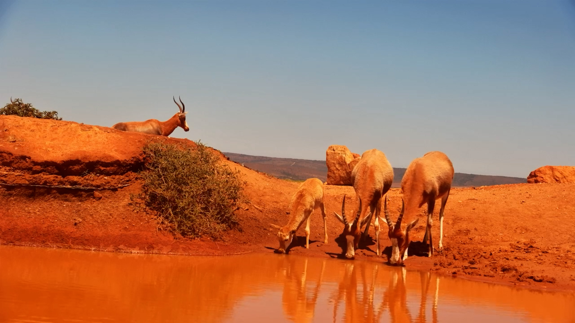 Blesboks Gather at Founders Lodge