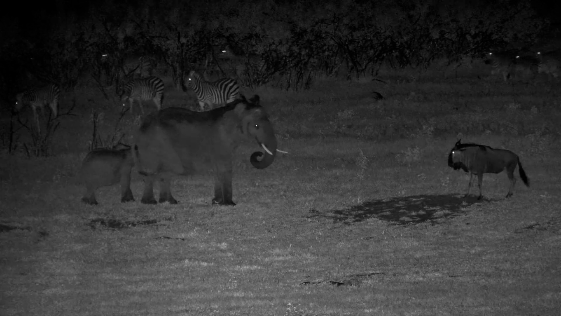 Bold Baby Elephant vs. Unbothered Wildebeest