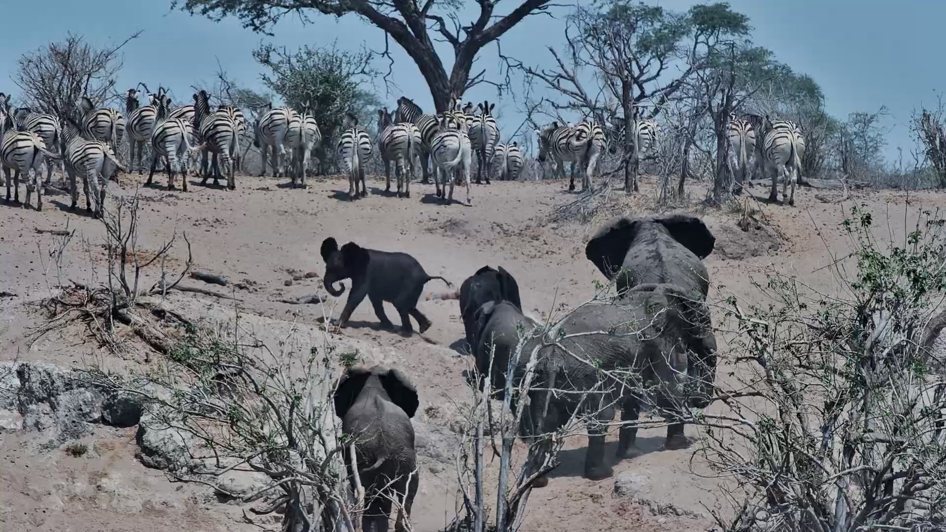 Waterhole Antics: Elephant Plays Then Chases Zebra