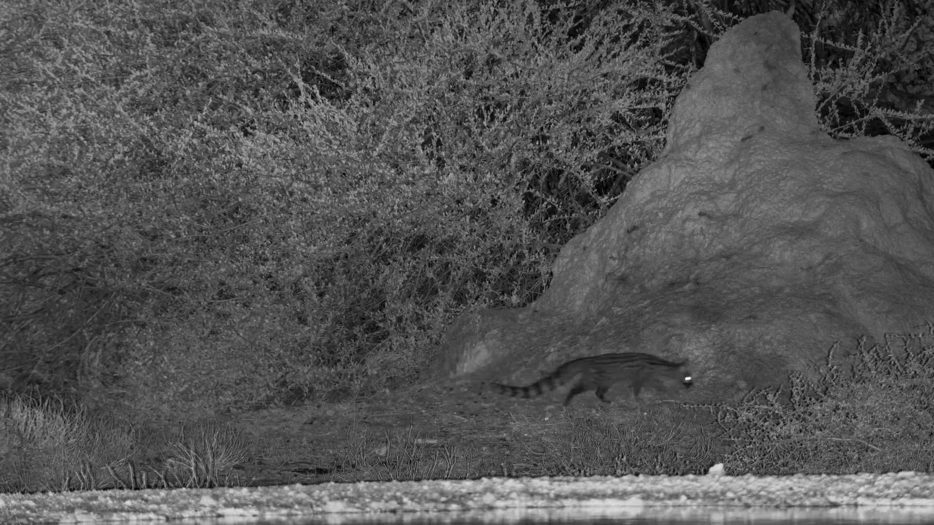 Genet on the Hunt at Onguma