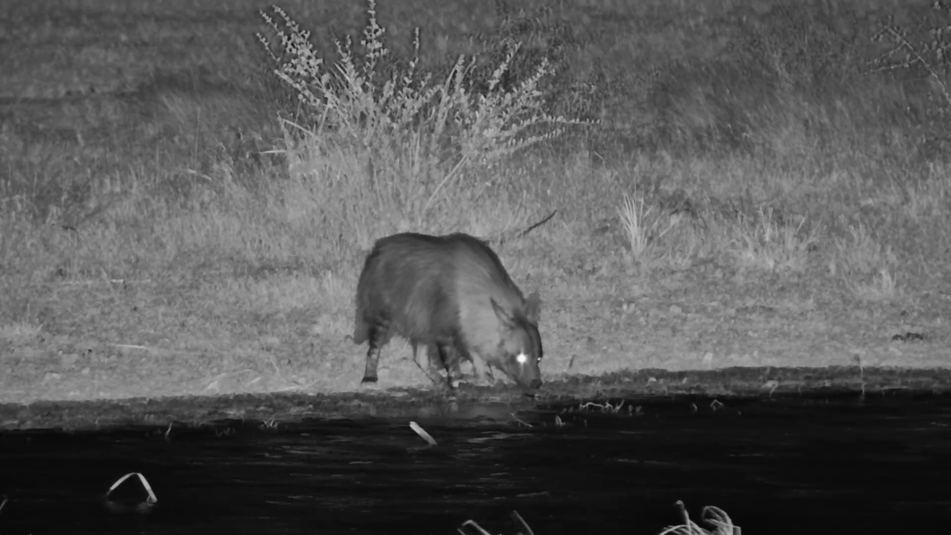 Brown Hyena and Jackal Cross Paths After Dark