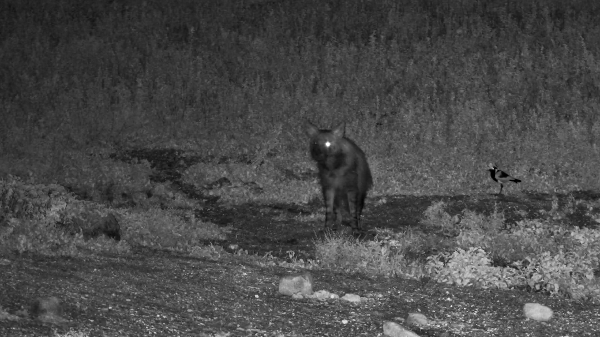 Brown Hyena Sniffs Around the Waterhole