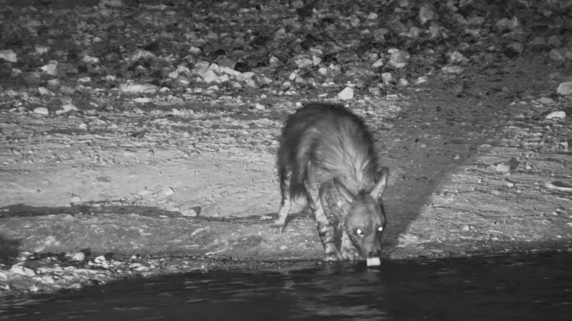 Brown Hyena Stops by the Waterhole