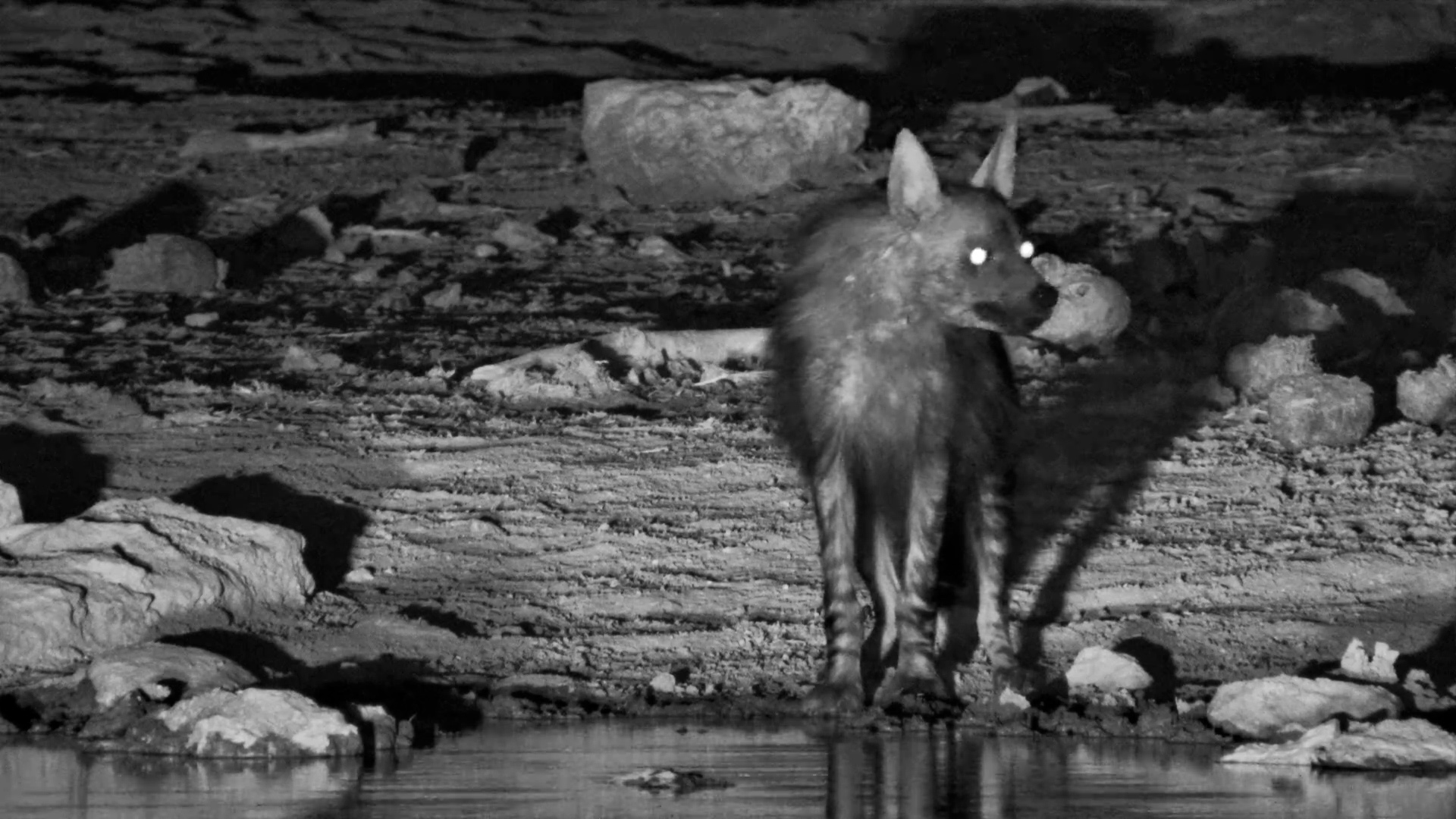 Brown Hyena Grabs a Quick Drink