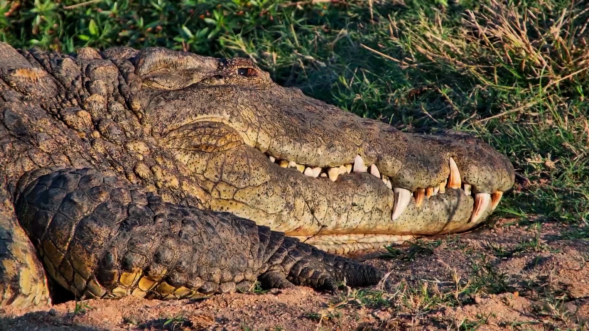 Get a Closer Look at Bubbles' Incredible Teeth
