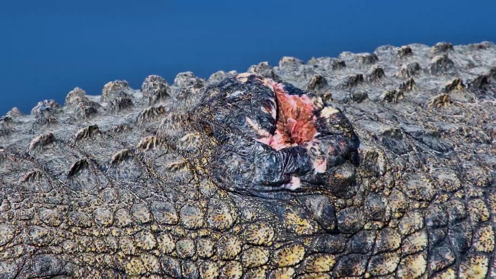 The Scar on This Crocodile Is Hard to Ignore