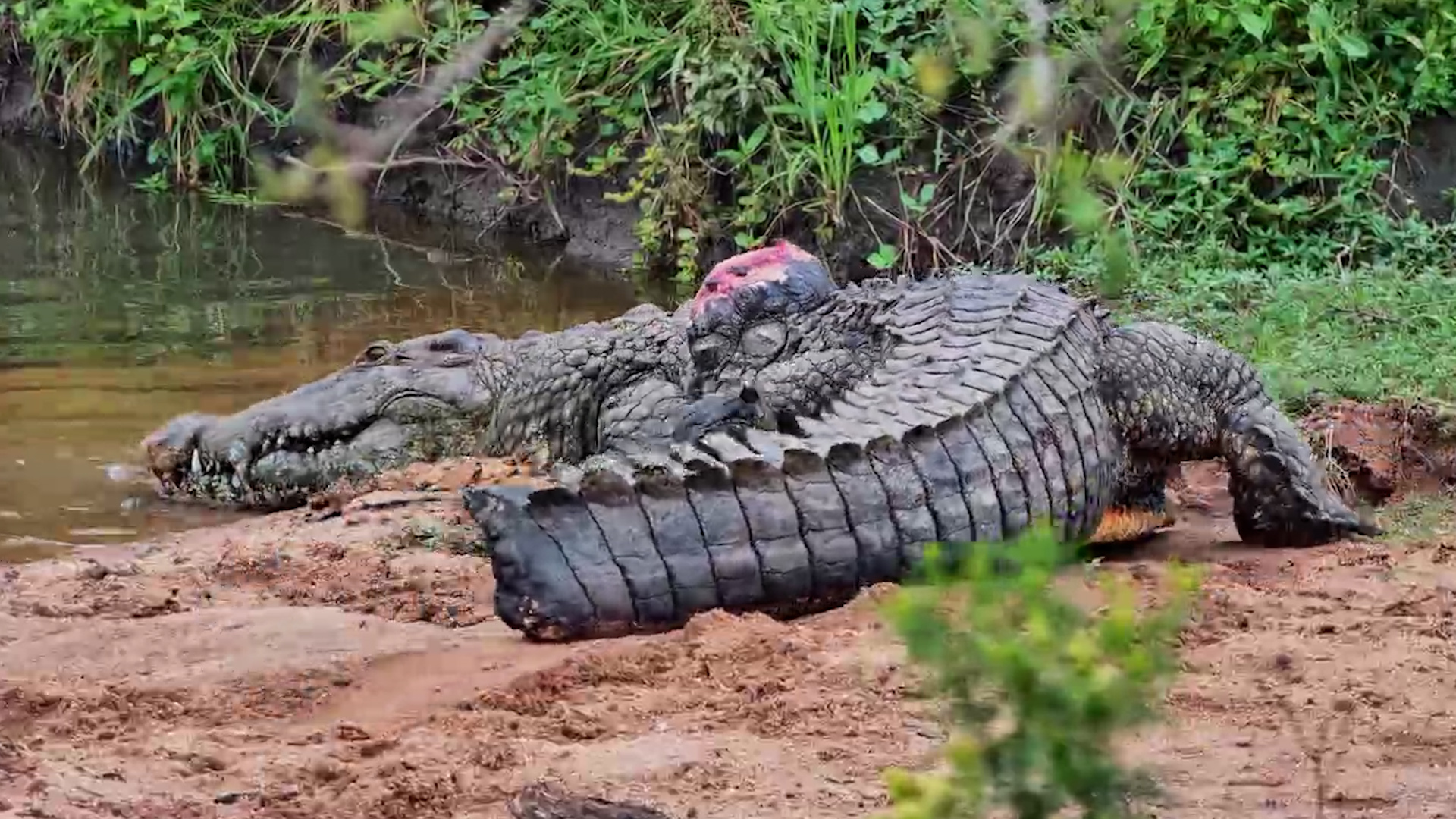 Bubbles the Crocodile: Missing Tail & Legendary Scar