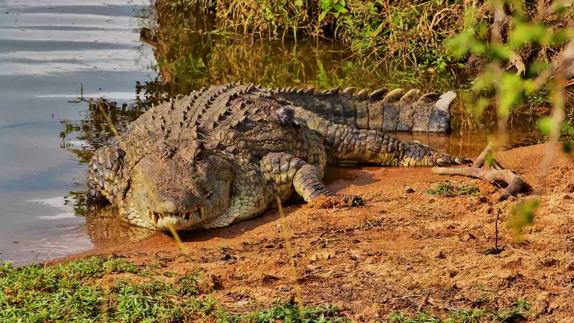 Bubbles the Crocodile Enjoys a Lazy Day in the Sun